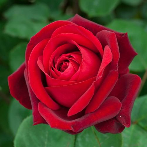 Rosa  Edith Piaf® Gpt - czerwony  - Róże pienne - z kwiatami bukietowymi - korona zwisająca